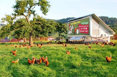 Freilaufende Hühner neben dem Hühnermobil