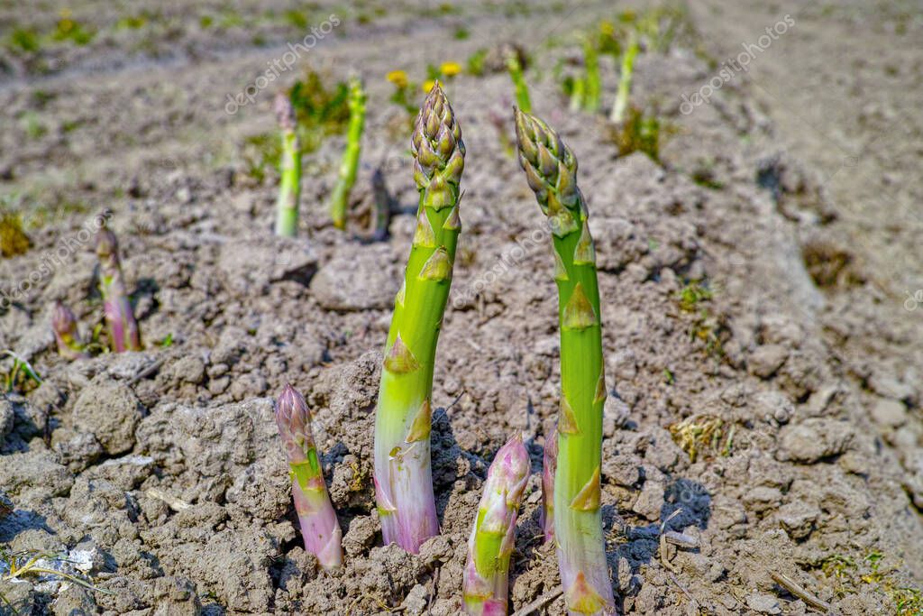Blick über Spargelfelder im Schwarzacher Becken mit Landwirt